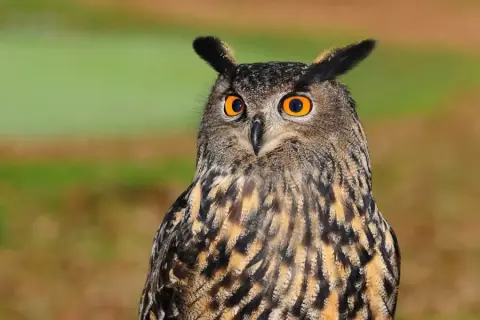 Uilenballen